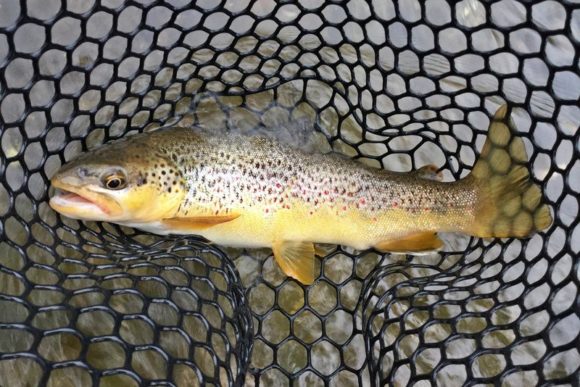 La pesca si tutela salvaguardando i fiumi e biodiversità non con la “pronta pesca”.